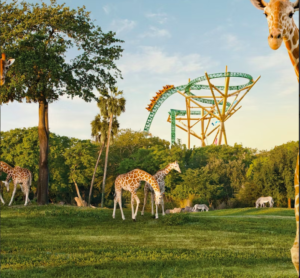 Busch Gardens Tampa: Entry Ticket with Optional Quick Queue