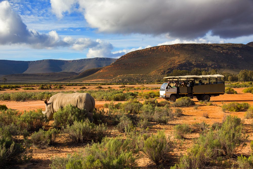 Best Honeymoon Destination for Wildlife Lovers: South Africa (Cape Town and Safari)