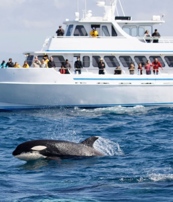 Tromso Whale Watching Tours Comparison